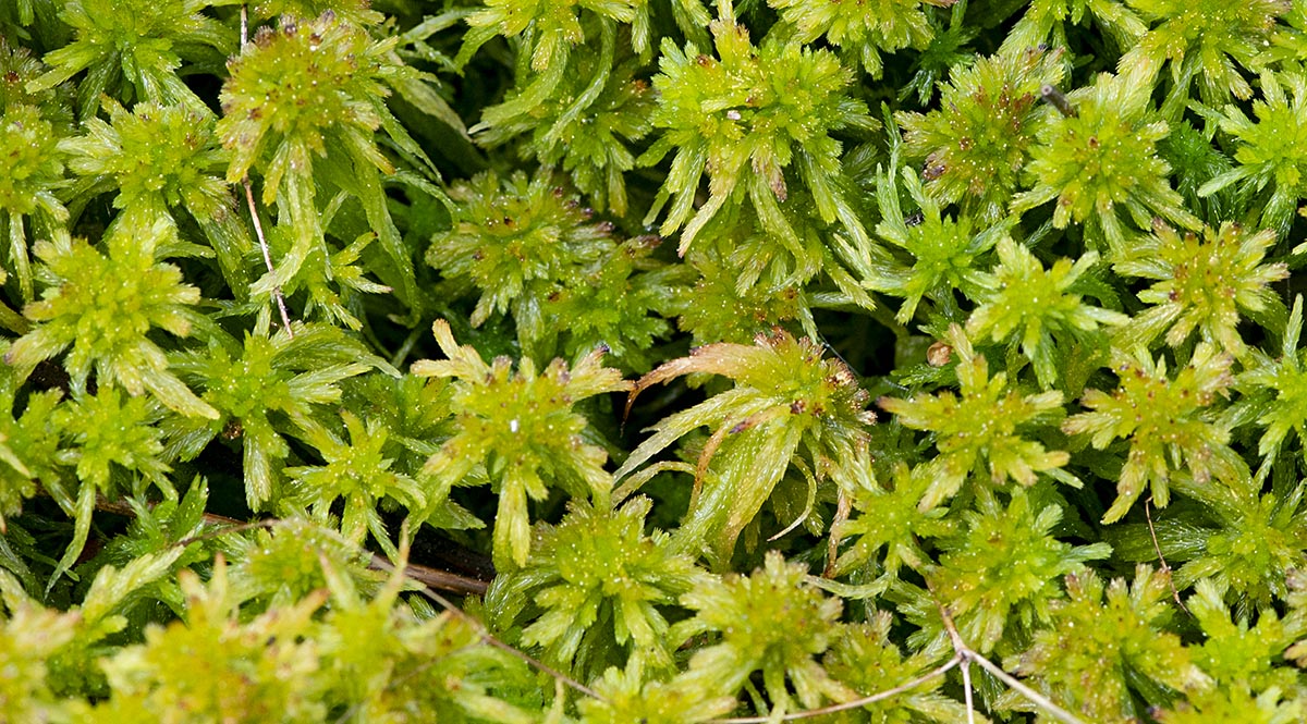 Sphagnum fallax